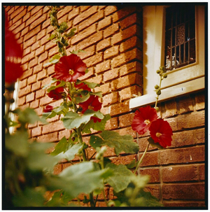 Lubitel 2 picture